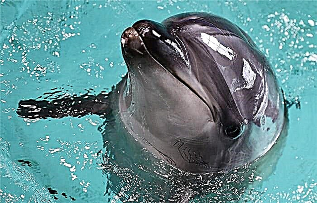 Crimean fada dabbar dolphins aka sa hannu a cikin sojojin Rasha