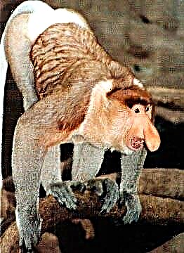 Nosach Monkey