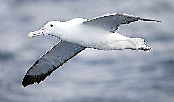 Albatross - Seabird