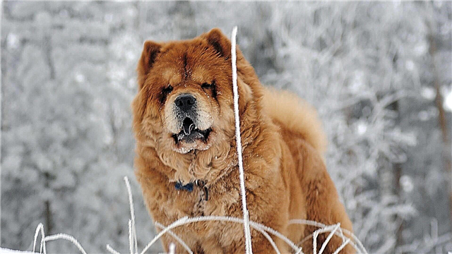 Stampi tal-klow chow chow