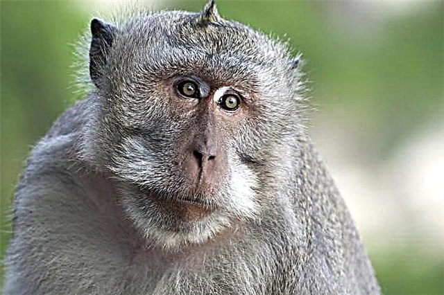 Javanese macaque: үйдө кармоо