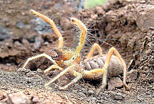 Solpuga пајак. Опис, карактеристики, видови и живеалиште на пајакот Салпуг