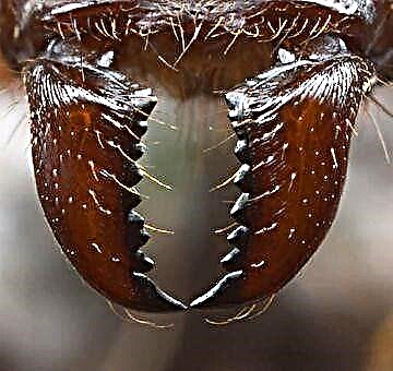 Leaf Cutter Ant: Semut petani Srengenge katon padhang