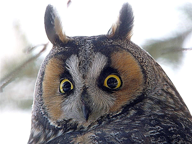 Owl-dirêj (çûk)