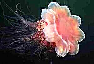 Maneja e luanit të Jellyfish dhe përfaqësues të tjerë të rrezikshëm të detit të thellë