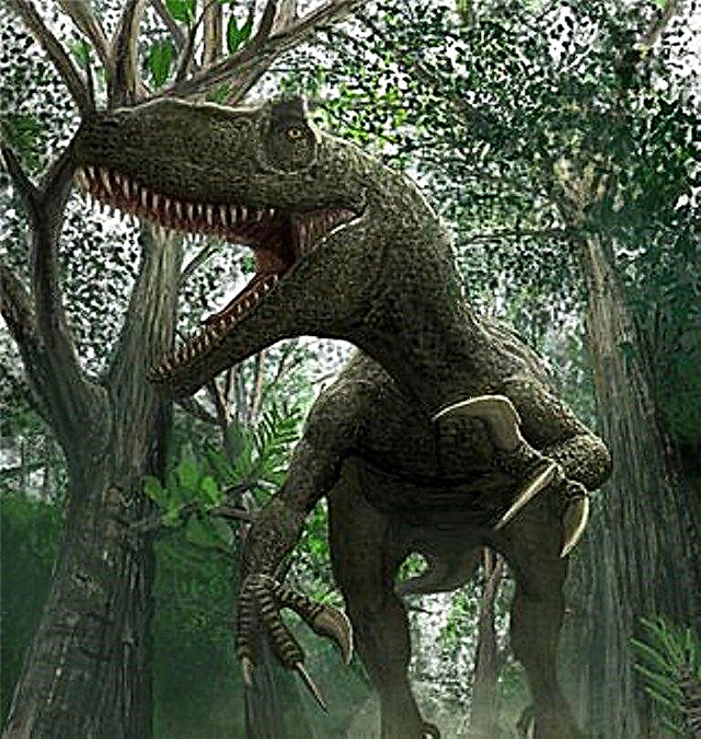 Carnosaurus - жемиштүү динозавр