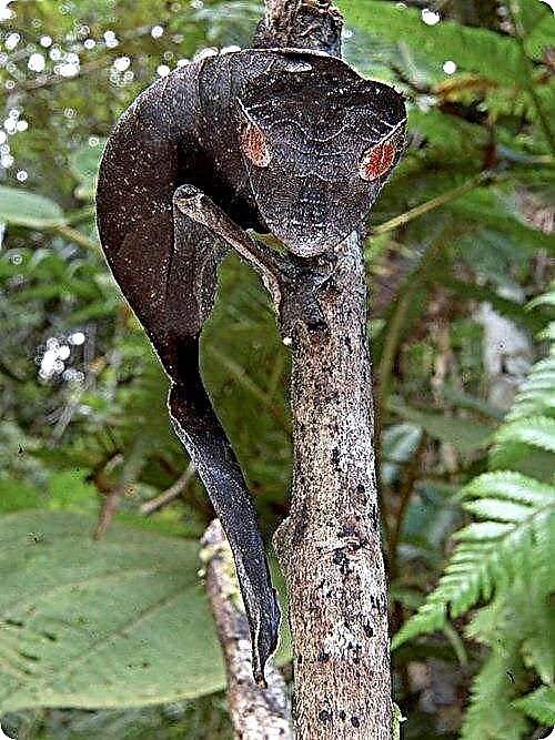 Gecko tal-Madagascar Flat-Tailed - gremxula tal-qawsalla