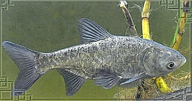 Peshk argjendi i krapit: karakteristikat, mënyra e jetesës, peshkimi dhe shumimi