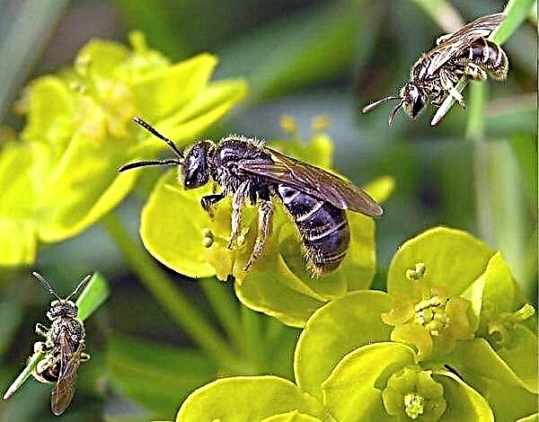 Bee - panyipta madu