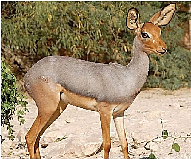 Beira (antelope) - Beira (antelope)