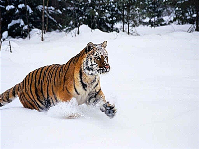 Amur tigris - informationis