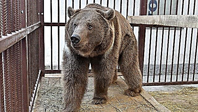 Крымийн сафари цэцэрлэгт хүрээлэнгийн эзэн байнгын хяналтаас болж амьтдыг ална гэж заналхийлэв