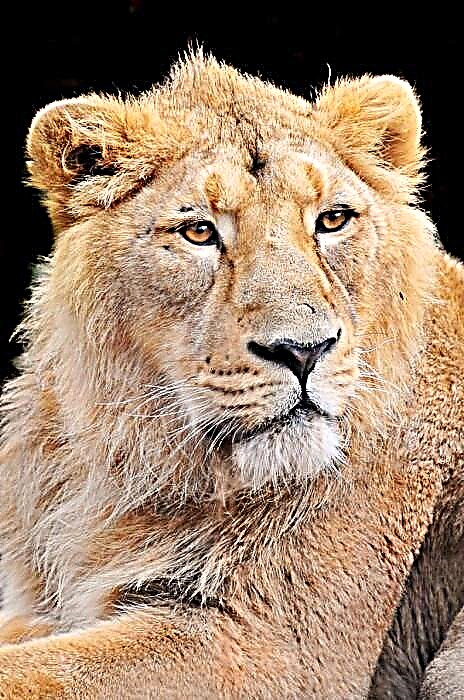 Азитски лав - Гордост на Индија