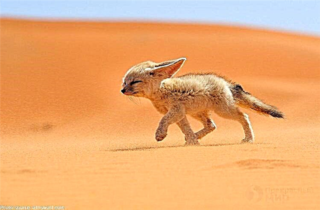 Animaliarik iraunkorrenak - Saharako biztanleak