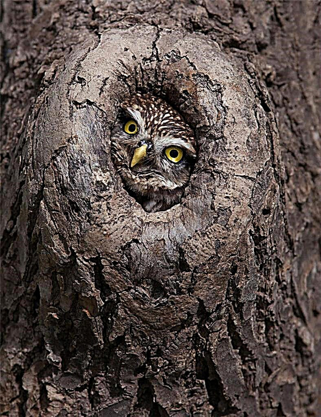 Nyumba owl