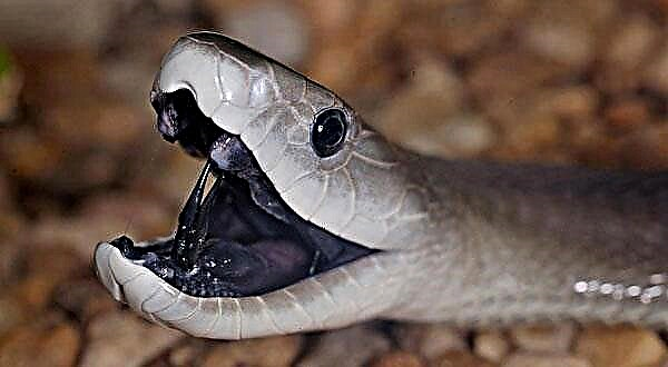 Die giftigste slang in Afrika