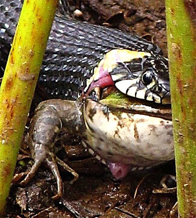 Почему змея ест. Питание змеи. Змея заглатывает добычу.