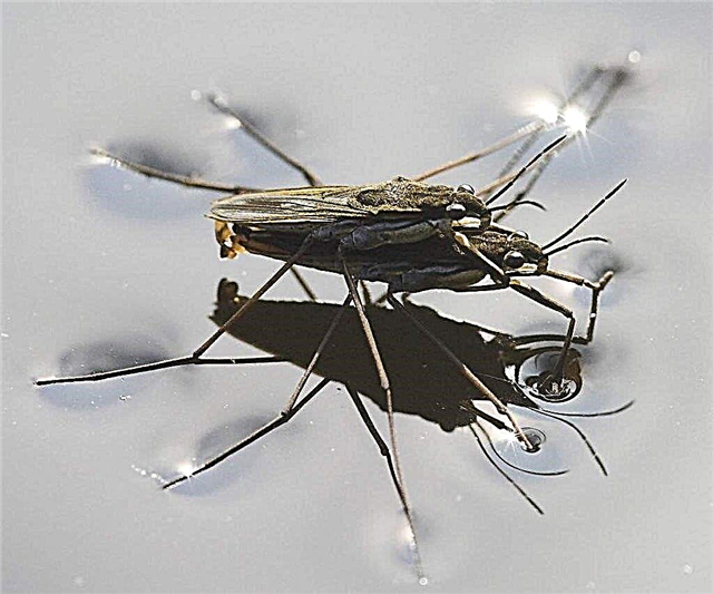 Водомерка - насекомое, которое - скользит - по воде