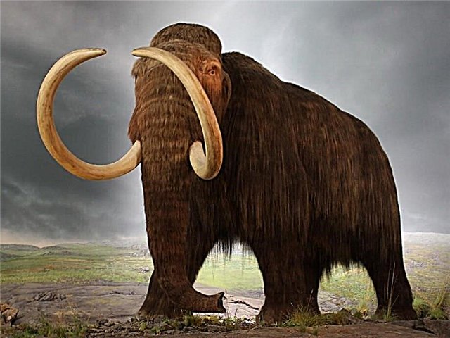 Mammoth - anụmanụ ochie