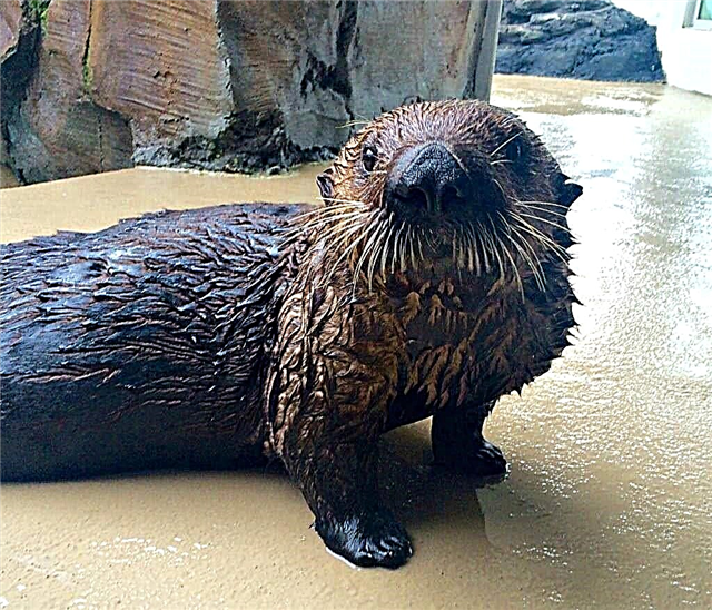 Gesang: otter segara nggunakake inhaler ing Akuarium Seattle - otter laut asma sing kapisan