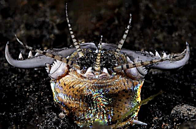 Австралийский пурпурный червь: фото морского хищника