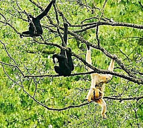 ສີ ດຳ (ສີດຽວ) Gibbon Hylobates concolor (Nomascus concolor)