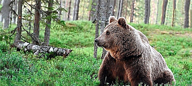 Медведь бурый евразийский
