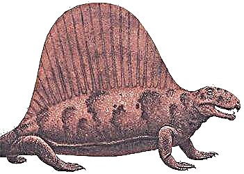 Idile: Sphenacodontidae † Sphenacodonts