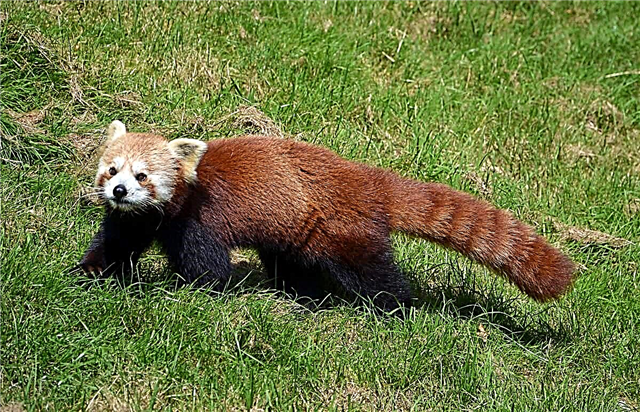 Qırmızı panda: heyvanın şəkli