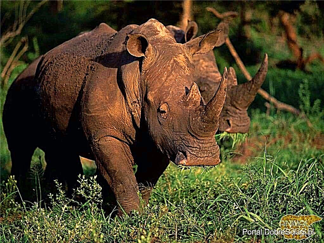 Kamerungo Black rinocerón datu interesgarriak