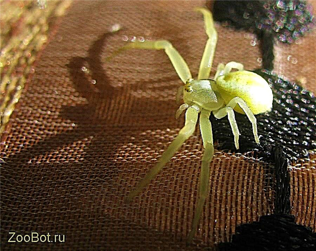 Katrangan lan foto laba-laba Sak (Heyrakantium)