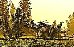 Ceratops, Dinosaurus Horned
