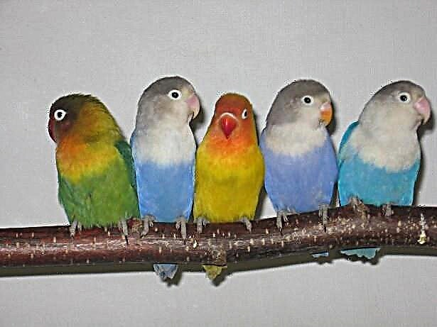 Popularna imena za papagaje: kako odabrati pravu?
