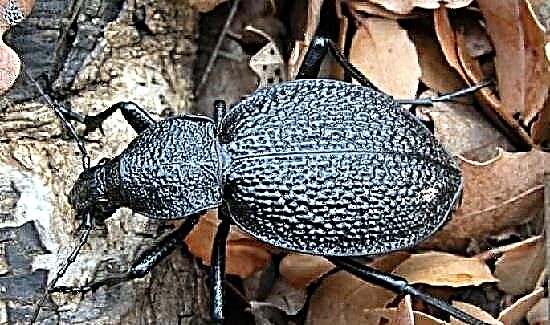 Escaravello terrestre Crimea