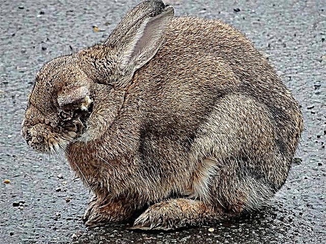 Болезни кроликов - заразные и незаразные