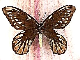 Poruka na temu leptira Aleksandra Ornithoptera
