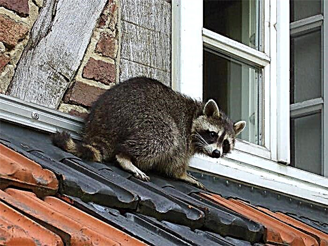 Raccoon domi cura et sustentationem
