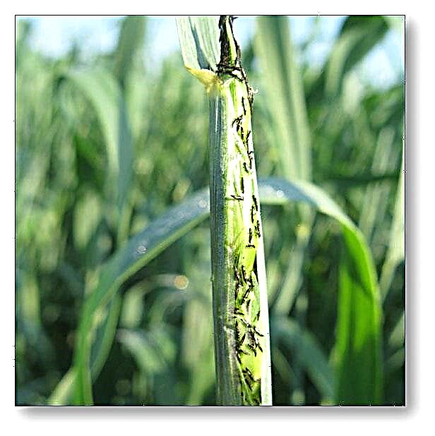 Пшеничный трипс. Haplothrips tritici. Пшеничный трипс на озимой пшенице. Пшеничный трипс повреждение пшеницы.