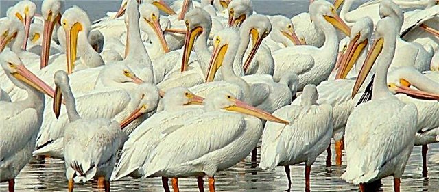 Огромно стадо со розови пеликани прелета над Варна