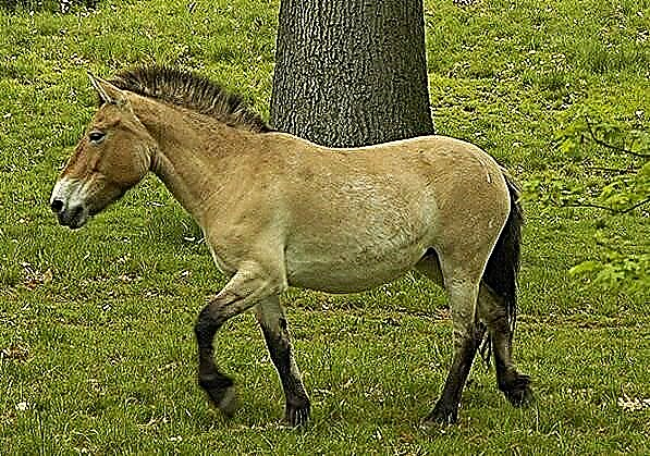 Монголски коњи