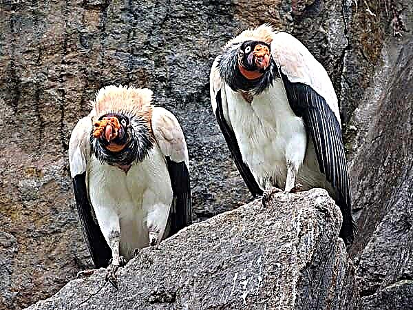 Paprika Royal Vulture Sarcorhamphus