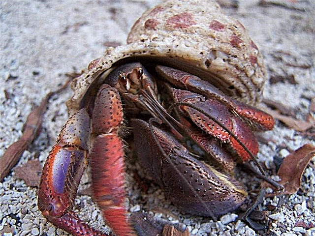 Hermit Crab o Hermit Crab