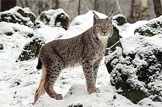 Lynx o pọju iwuwo