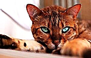 Бенгалска мачка (домашна)