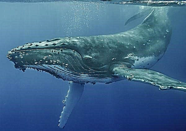 Humpback Whale: killt an net op
