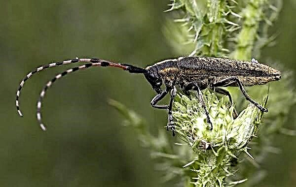 Beetle foto barbel ak deskripsyon