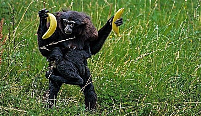 Gibbon de arma negra