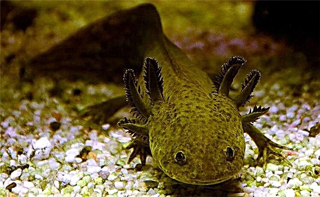 Axolotl ya wanyama