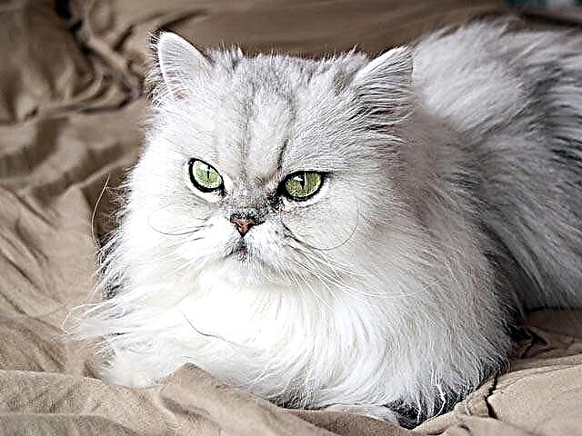 Perzijska mačka: opis pasmine, fotografija