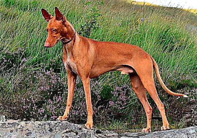 Cirneco del Etna (Sicilian Greyhound)